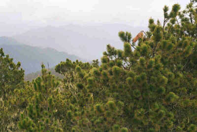 JA18